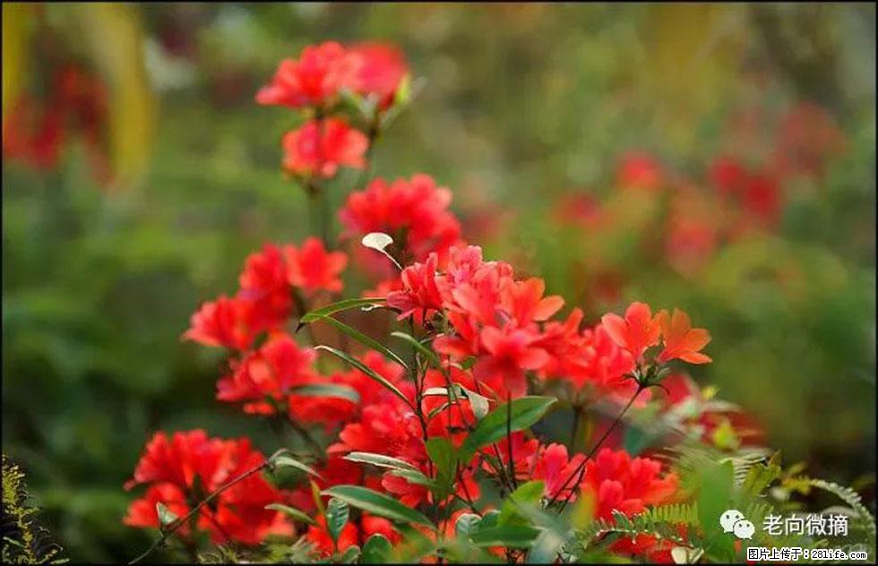 【春天，广西桂林灌阳县向您发出邀请！】登麒麟山，相约映山红 - 游山玩水 - 七台河生活社区 - 七台河28生活网 qth.28life.com