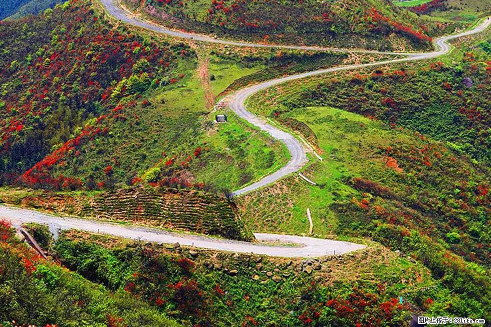 【春天，广西桂林灌阳县向您发出邀请！】春木界上映山红 - 游山玩水 - 七台河生活社区 - 七台河28生活网 qth.28life.com