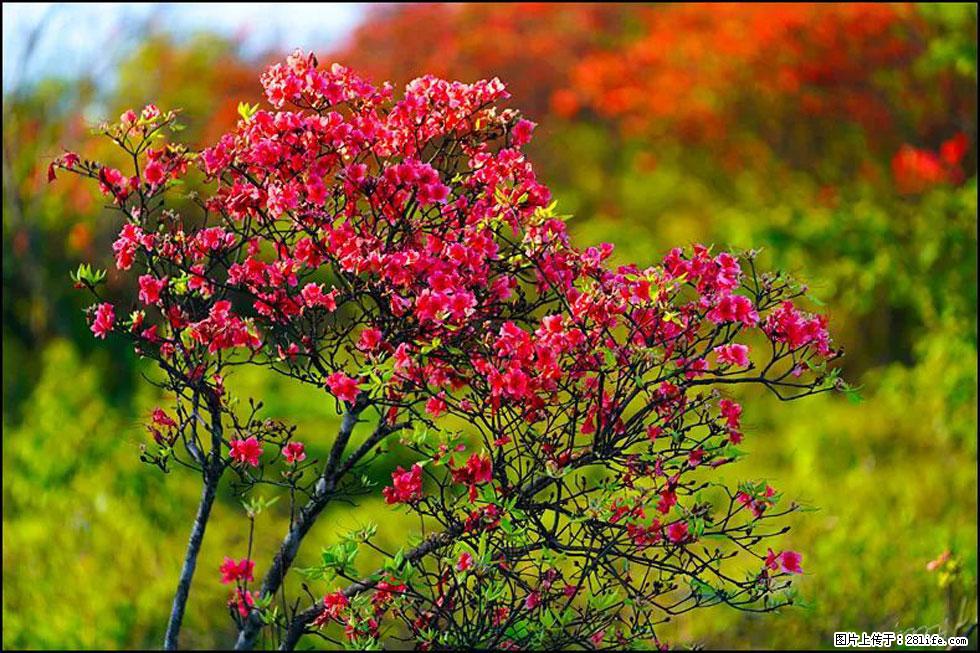 【春天，广西桂林灌阳县向您发出邀请！】春木界上映山红 - 游山玩水 - 七台河生活社区 - 七台河28生活网 qth.28life.com