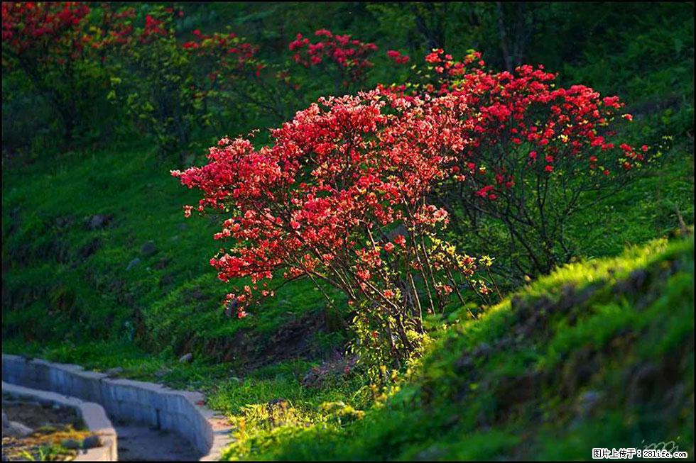【春天，广西桂林灌阳县向您发出邀请！】春木界上映山红 - 游山玩水 - 七台河生活社区 - 七台河28生活网 qth.28life.com