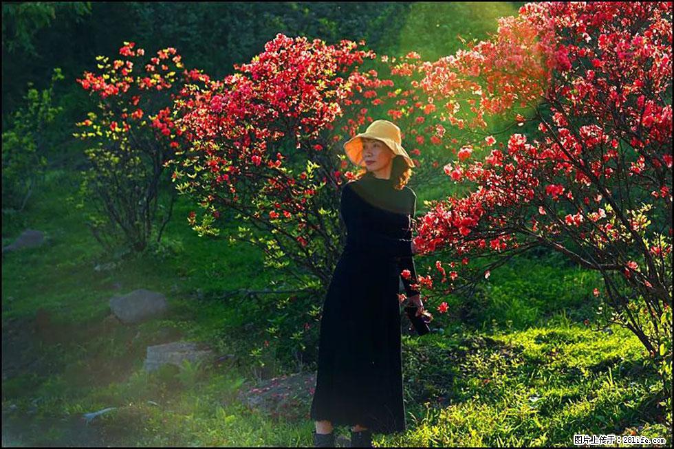 【春天，广西桂林灌阳县向您发出邀请！】春木界上映山红 - 游山玩水 - 七台河生活社区 - 七台河28生活网 qth.28life.com