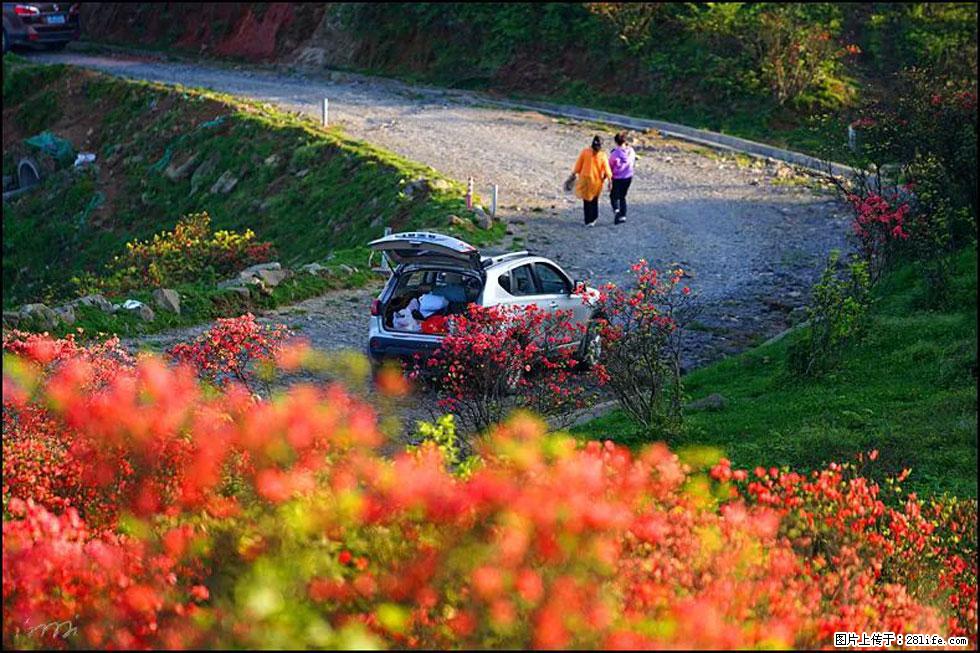 【春天，广西桂林灌阳县向您发出邀请！】春木界上映山红 - 游山玩水 - 七台河生活社区 - 七台河28生活网 qth.28life.com