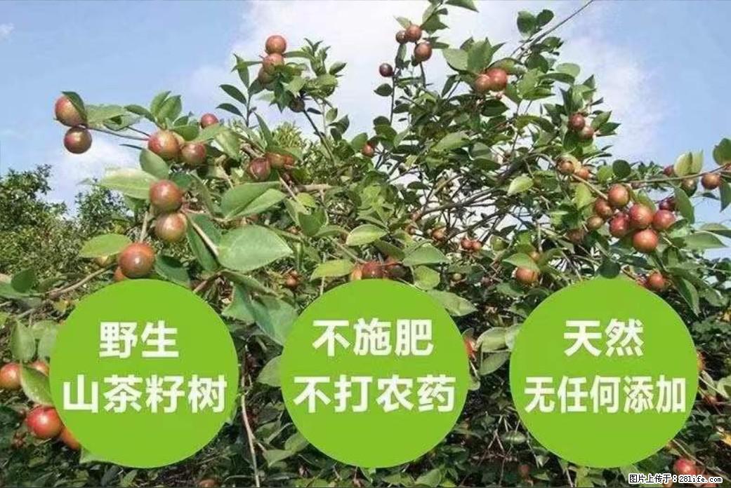 【灌阳县油茶产业示范区】一个有着充实的精神生活的人，对待身外之物自会有一种淡泊的态度 - 土特产 - 饮食特产 - 七台河分类信息 - 七台河28生活网 qth.28life.com