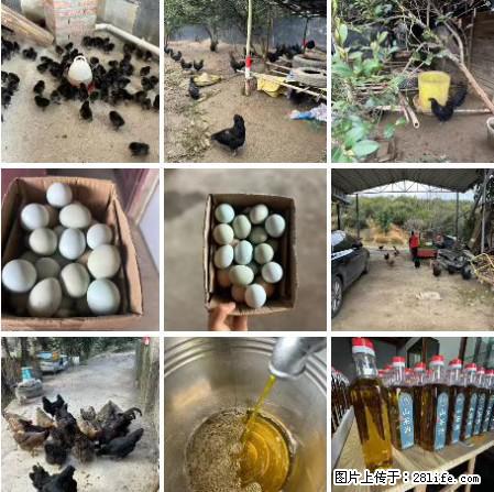 油茶园从小鸡仔开始养起的纯土鸡、土鸡蛋可以预定啦！还有前几天刚榨的纯山茶油哦 - 美食天地 - 七台河生活社区 - 七台河28生活网 qth.28life.com