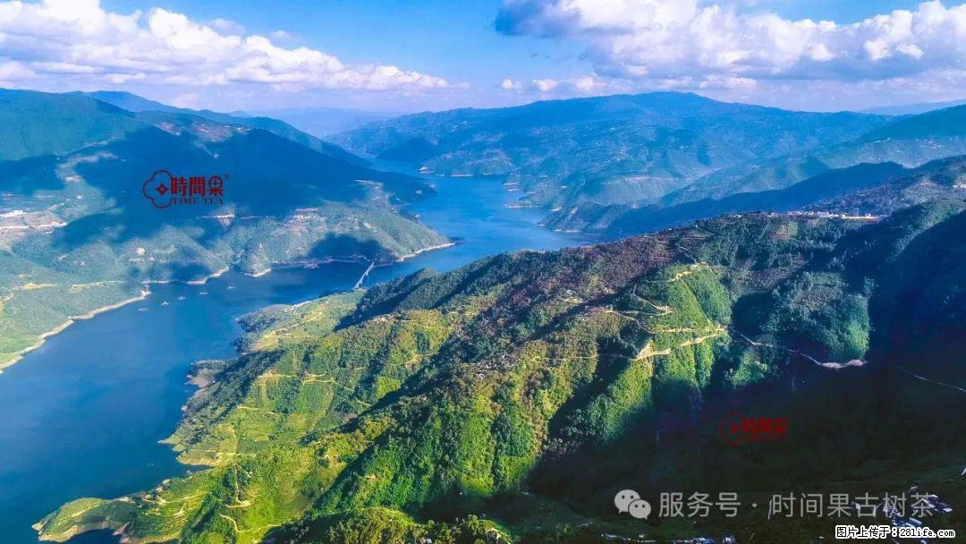 时间果百年古树龙珠普洱生茶 - 购物交流 - 七台河生活社区 - 七台河28生活网 qth.28life.com