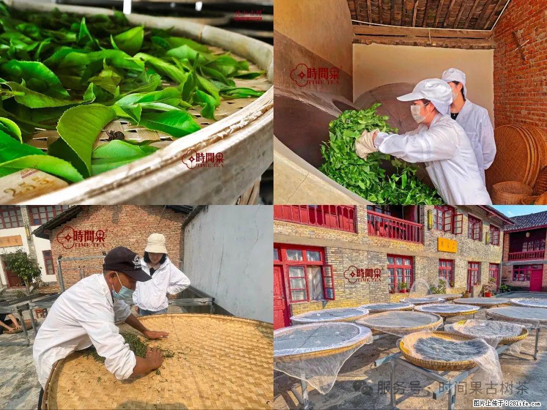时间果百年古树龙珠普洱生茶 - 购物交流 - 七台河生活社区 - 七台河28生活网 qth.28life.com