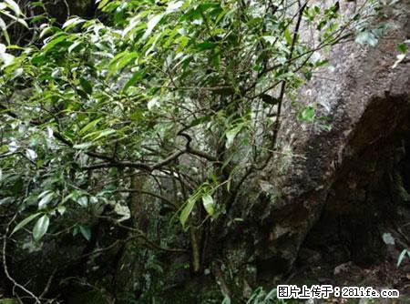 平乐石崖茶,珍贵仅次于金花茶 - 七台河生活资讯 - 七台河28生活网 qth.28life.com