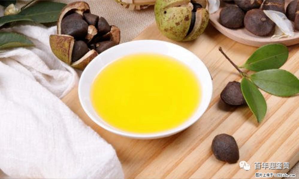 揭秘茶油的5大核心营养成分!被称为人体健康的“守护盾”! - 七台河生活资讯 - 七台河28生活网 qth.28life.com