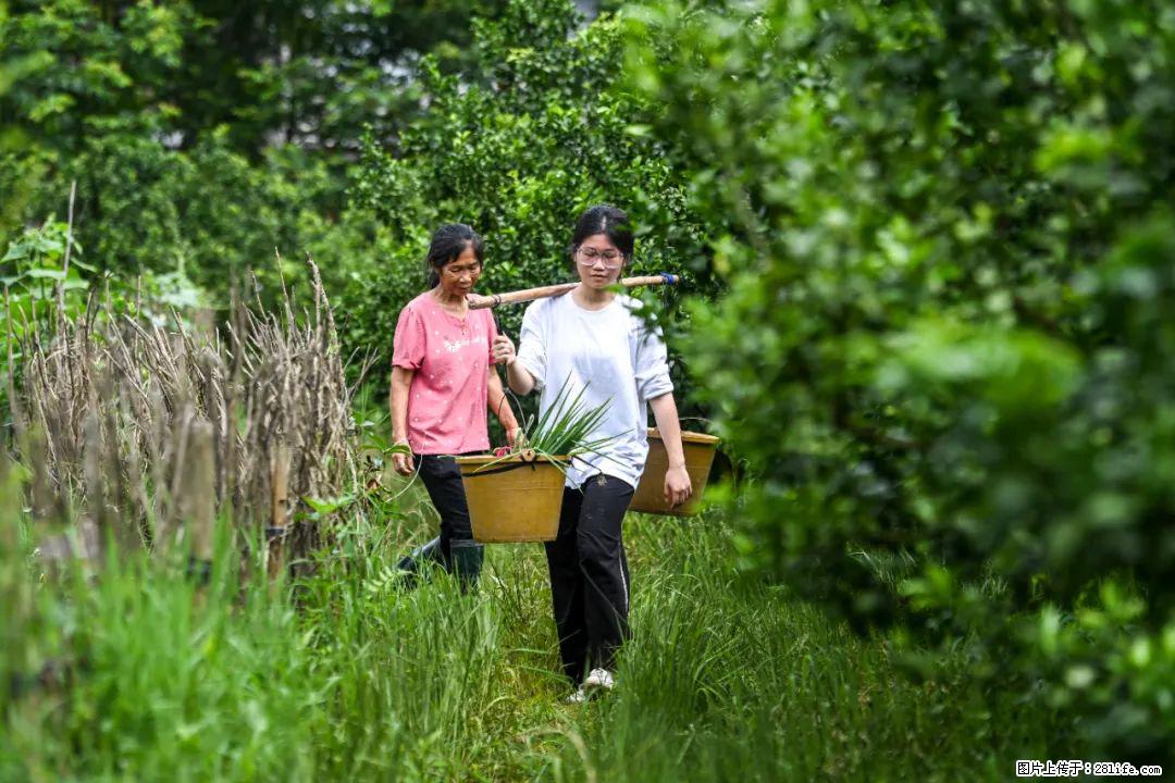 全网追的“扁担女孩”,找了一份暑假工,时薪12元 - 七台河生活资讯 - 七台河28生活网 qth.28life.com