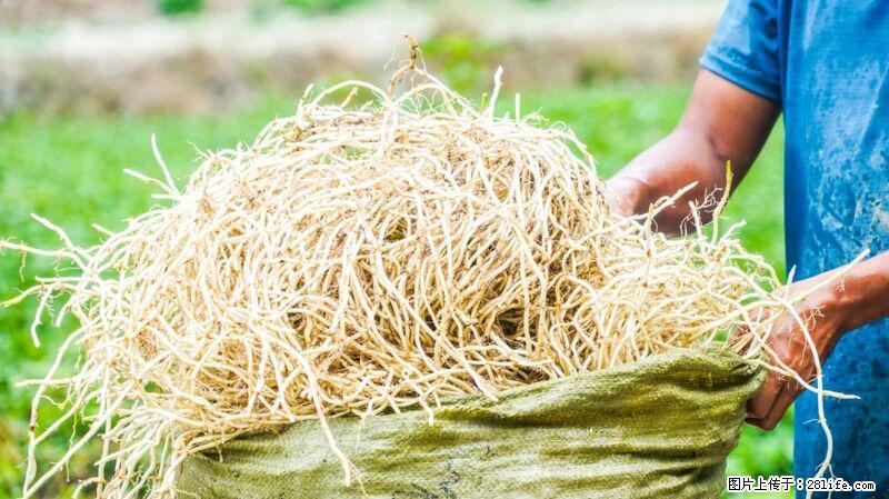 堪称“最难吃”的蔬菜，却是 “抗辐射神器”，还能护肺、清热、止咳化痰！ - 七台河生活资讯 - 七台河28生活网 qth.28life.com