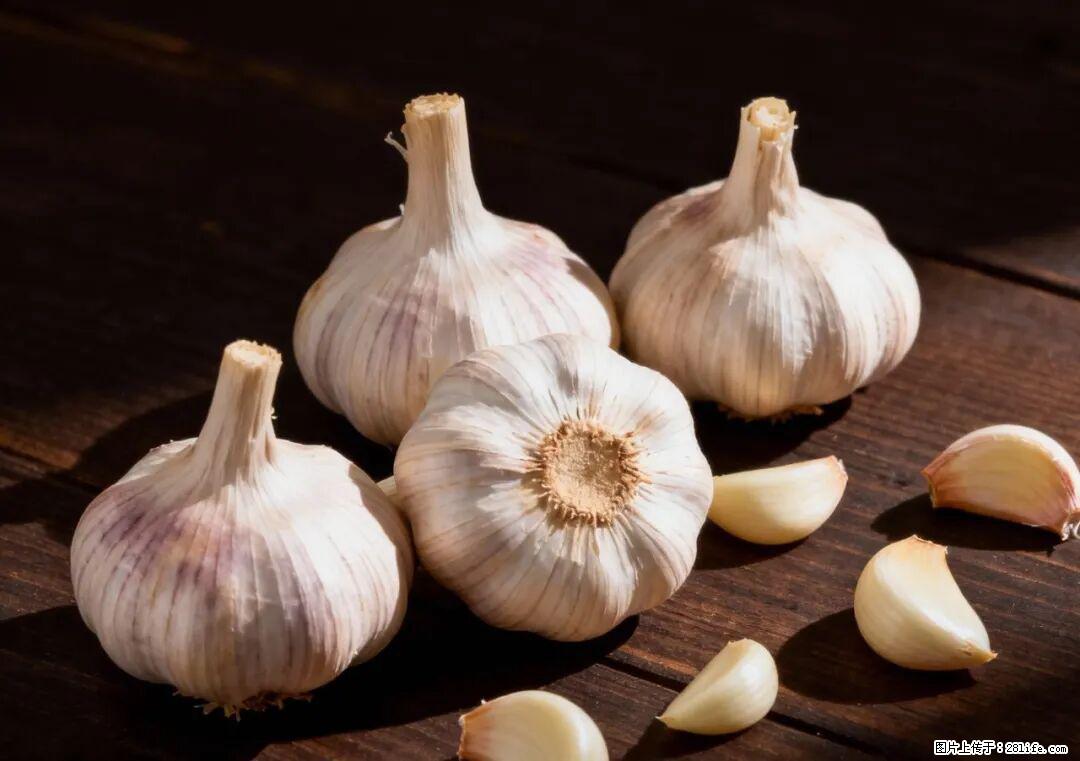 关于大蒜，除了“天然抗生素”，这4个谣言更该警惕! - 七台河生活资讯 - 七台河28生活网 qth.28life.com