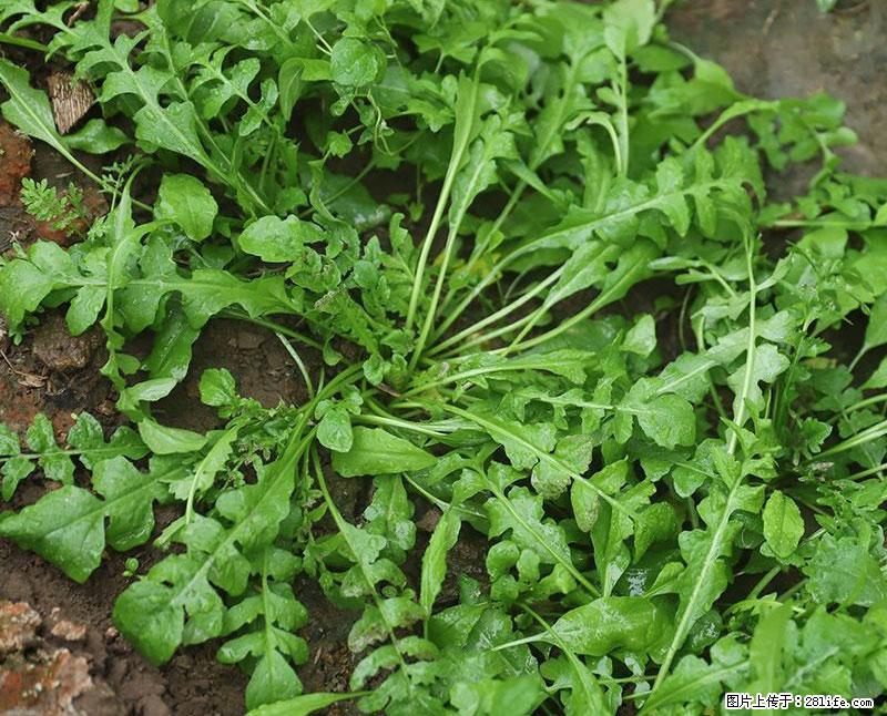 这些蔬菜是“天然钙片”，这6种被医生重点推荐 - 七台河生活资讯 - 七台河28生活网 qth.28life.com