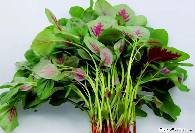 这些蔬菜是“天然钙片”，这6种被医生重点推荐 - 七台河生活资讯 - 七台河28生活网 qth.28life.com