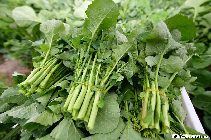 这些蔬菜是“天然钙片”，这6种被医生重点推荐 - 七台河生活资讯 - 七台河28生活网 qth.28life.com